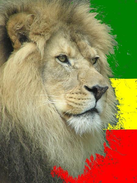 montage lion2